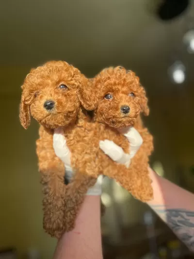 Şirin Maltipoo Bebeklerimiz Yeni Yuvasini Ariyor