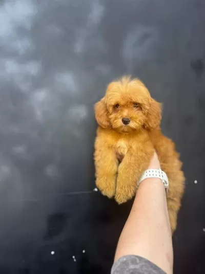 Maltipoo Yavrularimiz