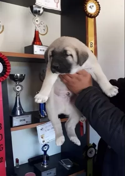 Star Kangallar Yurtdışı Gönderim