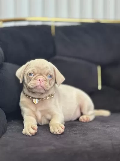 Nadir Bulunan Exzotic Pink Pug Yavrumuz