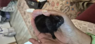 Acil Yeni Doğmuş Annesiz Yavru Kediye Süt Anne Aranıyor