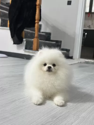 6 Aylik Erkek Pomeranian Boo Köpeği