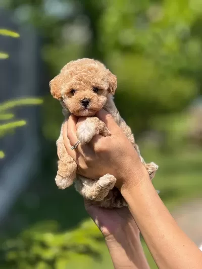 Kilo Garantili 0 Boy Kore Kan Maltipoo Köpekler