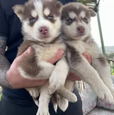 Irk Ve Sağlık Garantili Müthiş Husky Bebeklet