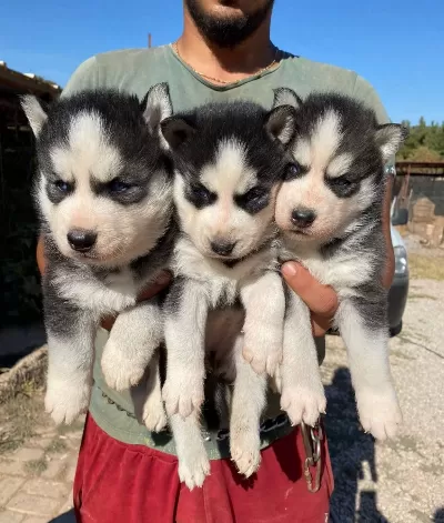 Ruhsatli Üreti̇m Çi̇ftli̇ği̇nden Husky Yavrular