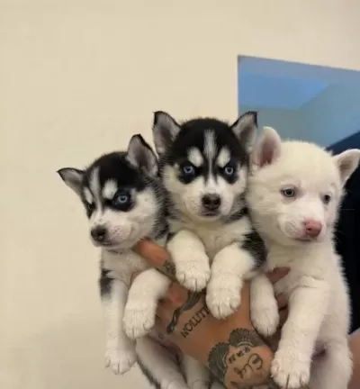 Safkan Husky Yavrulari