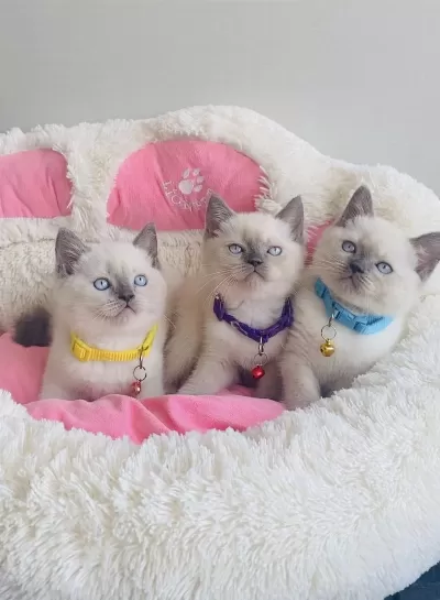 Maviş Point British Shorthair Bebeklerim