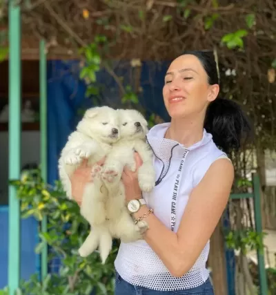 Samoyed Yavrularım Sağlık Ve Irk Garantilidir