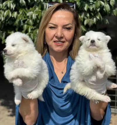 Gülen Surat Efsane Samoyed Yavrularımız