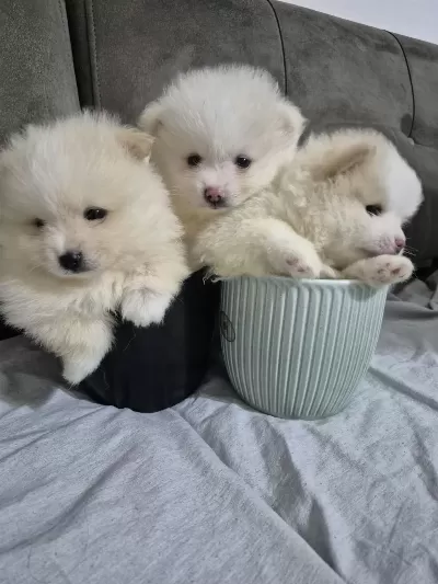 2 Adet 8 Haftalık Erkek Pomeranian Yavru