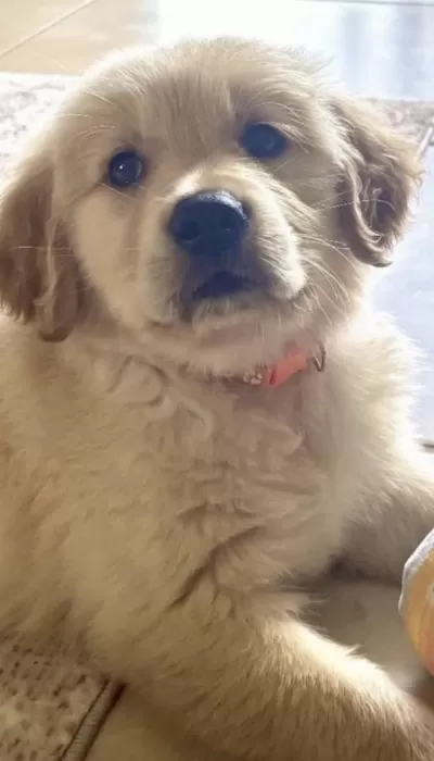 Golden Retriever Eğitimli Köpeğimiz