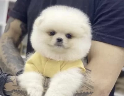 Pomeranian Boo Eğitimli Yavru
