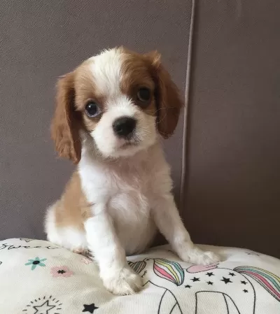 Üst Düzey Cavalier King Charles Bebekler