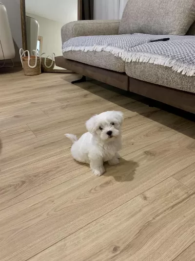 Balım Orijinal 1 Numara Maltese Terrier