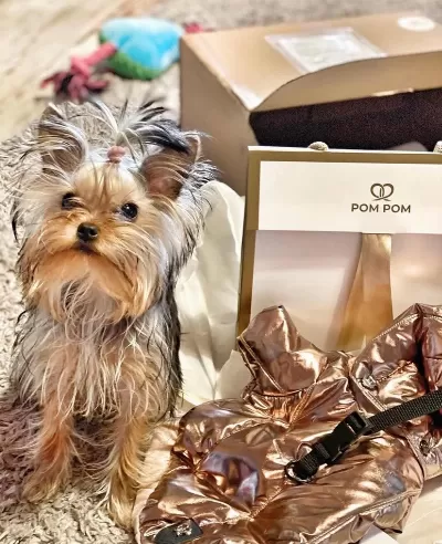 Eğitimli Asla Büyümeyecek En Küçük Köpeğimiz
