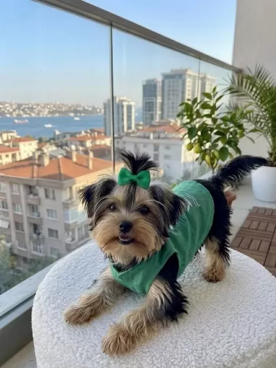 Yorkshire Terrier Full Eğitimli