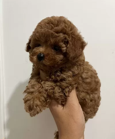 Kore Teacup Bebeği̇m Çi̇lek