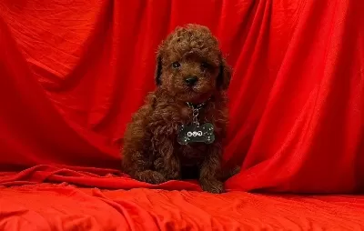 Safkan Toy Poodle