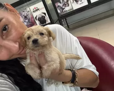 Maltipoo Yavrularım Sağlık Ve Garantilidir