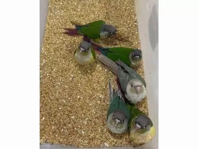 Yeme Yeni Düşmüş Konur Papağani Evcil
