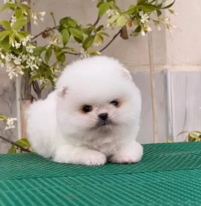Teddy Bear Boo