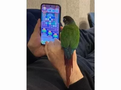 Yeme Yeni Düşmüş Konur Papağani Evcil