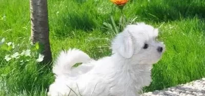 Harika Maltese Terrier Bebekler