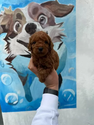 Ruhsatli Poodle Evinden Ziyarete Açik Yavrular