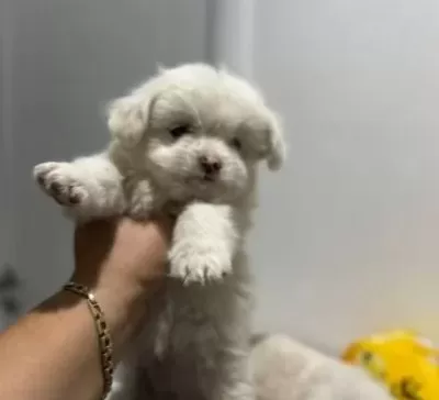 Sevimli Çok Oyuncu Maltese Terrier Yavruları