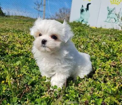 Kore Kanı Mini Maltese Bebekler Sun Kennels