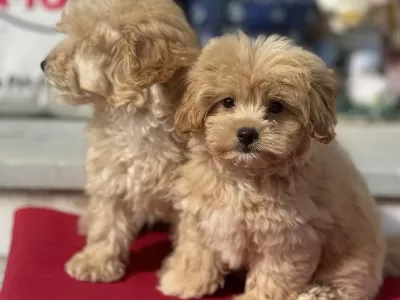 Petmode Köpek Çiftliğinden Kore Maltipoo Lar