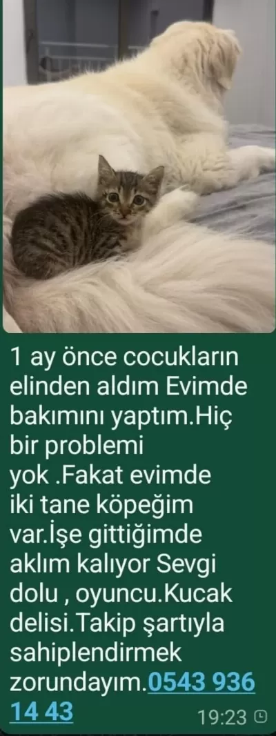Çok Uysal Akıllı Oyuncu Bir Kedimiz
