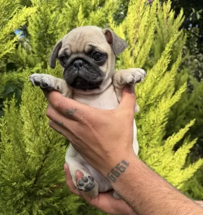 Sağlıklı Mini Pug Yavrumuz