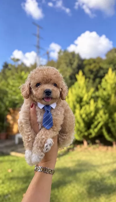 Tr De Tek Mükemmel Güzellikteki Maltipoo Yavrumuz