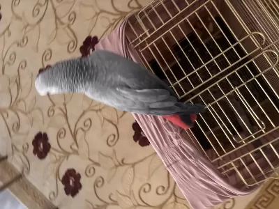 6 Yaşında Kızgın Erkek Jako Papağanı Konuşma Var