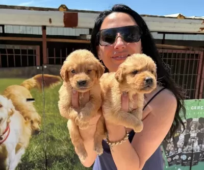 Golden Retriver Yavrularım Sağlık Ve Garantilidir