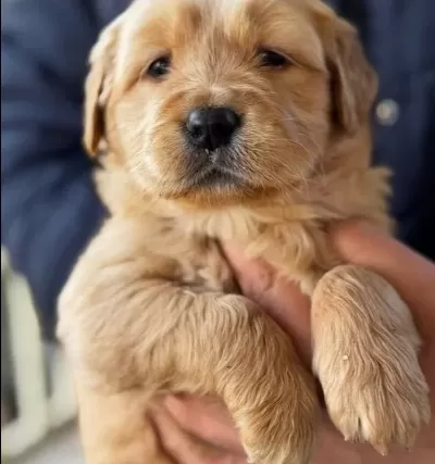 Baby Face Golden Retriever