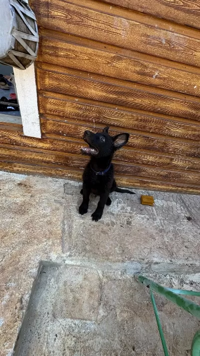 Petmode Den Sçr Belgeli Black Solid Alman Kurdu Yavrumuz