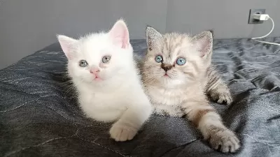 Minnoşlarım teslim minnoşlarım