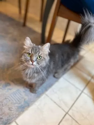 1 Yaşında Dişi British Longhair