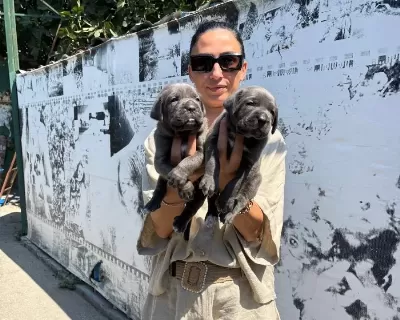 Cane Corso Yavrularım Sağlık Ve Garantilidir