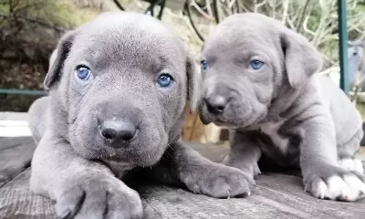 İtalyan Mastiff Canecorso Yavrularımız