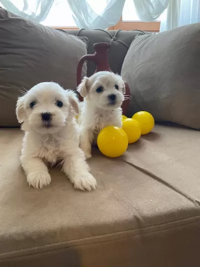 0 Numara Maltese Bebeklerimiz