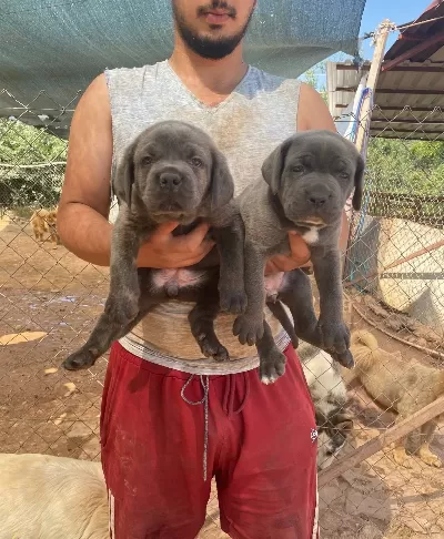 İri Kemik Yapılı Karakterli Cane Corso Yavruları