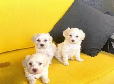 Ev Doğumu Maltese Bebekler