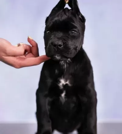 Safkan Black Cane Corso Yavrularimiz