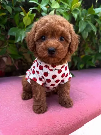 Toy Poodle Yavrularimiz Mikroçipli Pasaportlu