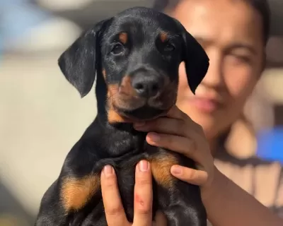 King Doberman Yavru