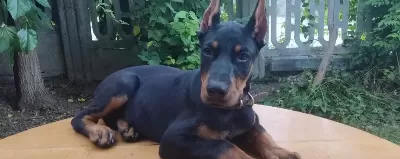 Şampiyon Soydan Doberman Yavrular