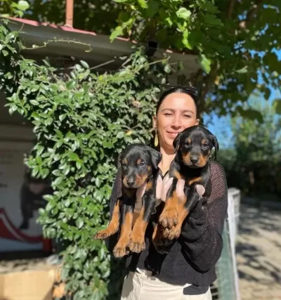 Doberman Yavrularım Sağlıkla Ve Garantilidir